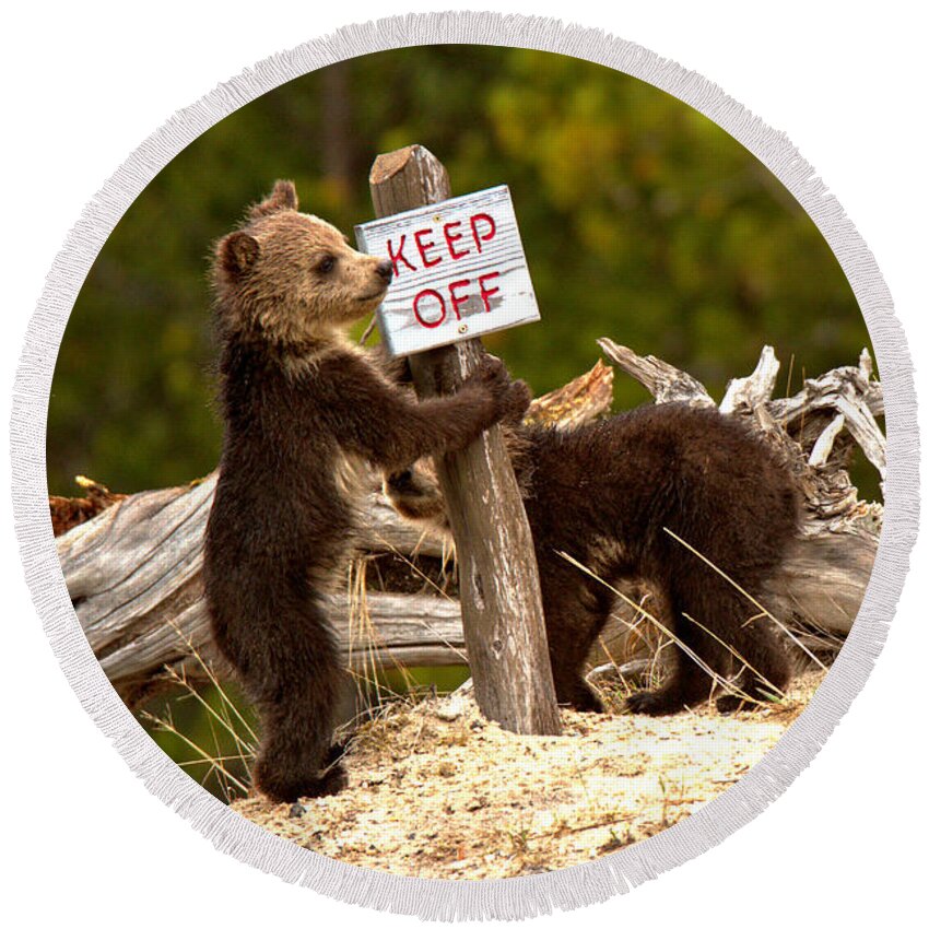 Grizzly Bear Round Beach Towel featuring the photograph Yellowstone Junior Rangers by Adam Jewell