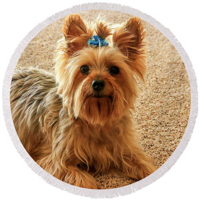 Animal Round Beach Towel featuring the photograph Yorkie with blue bow by Dawn Richards