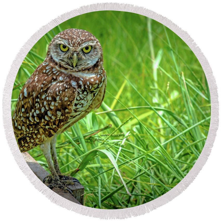 Burrowing Owl Round Beach Towel featuring the photograph You Lookin' At Me? by Debra Kewley