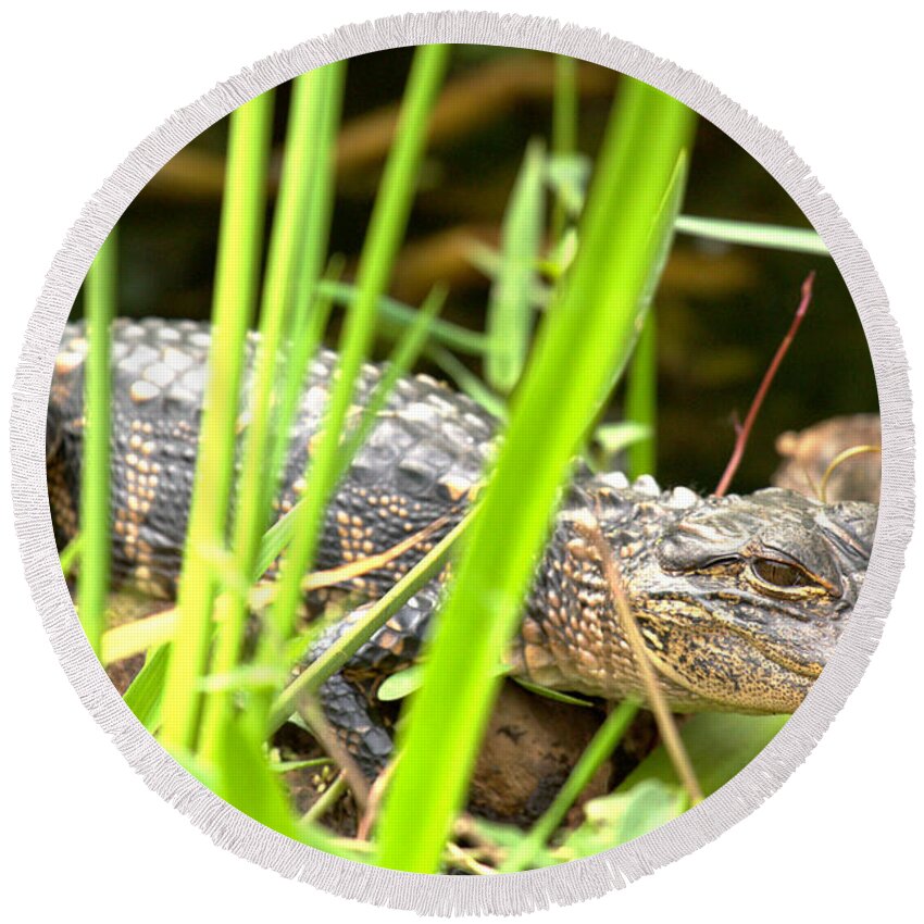 Alligator Round Beach Towel featuring the photograph Young Alligator In The Grass by Adam Jewell