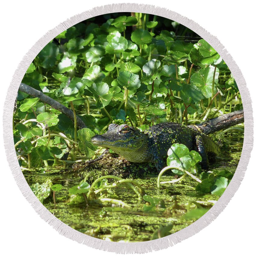 Alligator Round Beach Towel featuring the photograph Young Alligator by Karen Rispin