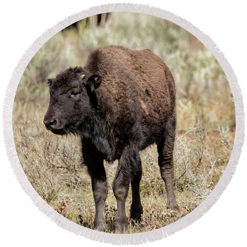 Bison Round Beach Towel featuring the photograph Young Bison at Yellowstone by Belinda Greb