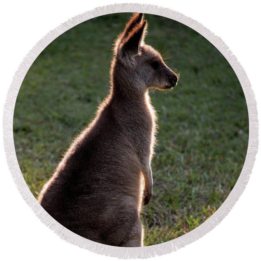Backlit Eastern Grey Kangaroo Round Beach Towel featuring the photograph Young eastern grey kangaroo backlit by Sheila Smart Fine Art Photography