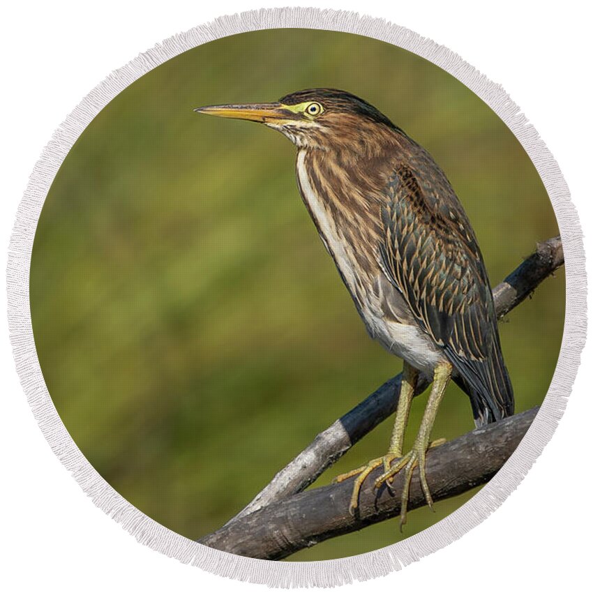 Butorides Virescens Round Beach Towel featuring the photograph Young Green Heron at Lake Washington by Nancy Gleason