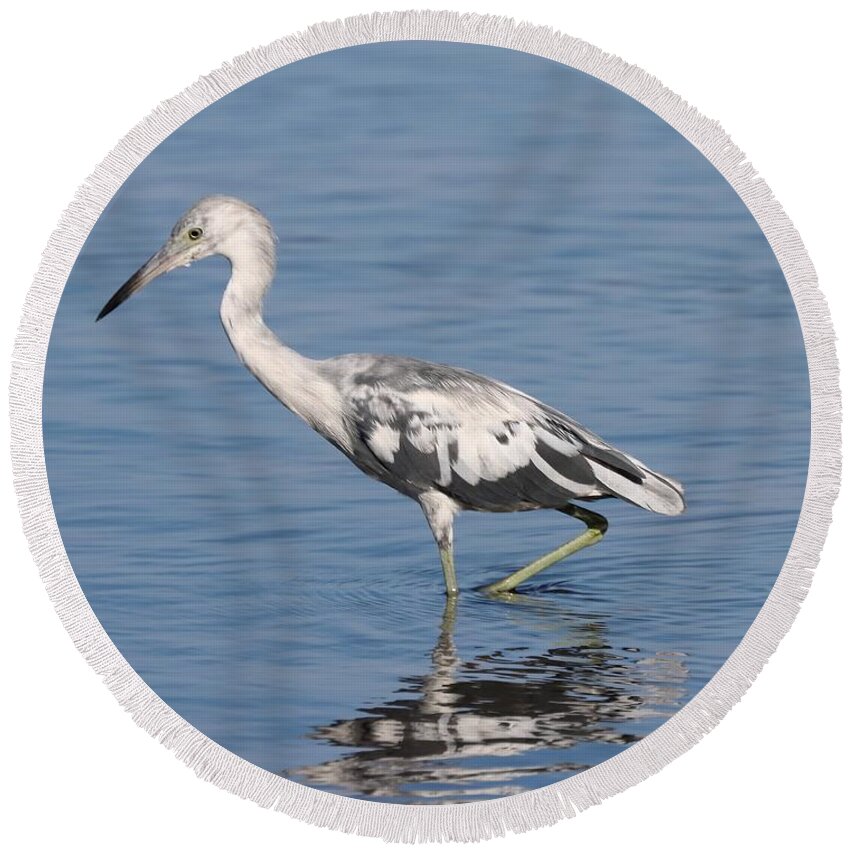 Little Blue Heron Round Beach Towel featuring the photograph Young little Blue Heron 2 by Mingming Jiang