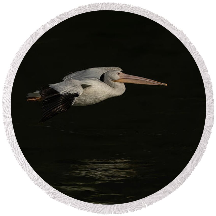American White Pelican Round Beach Towel featuring the photograph Young Pelican 2016-8 by Thomas Young