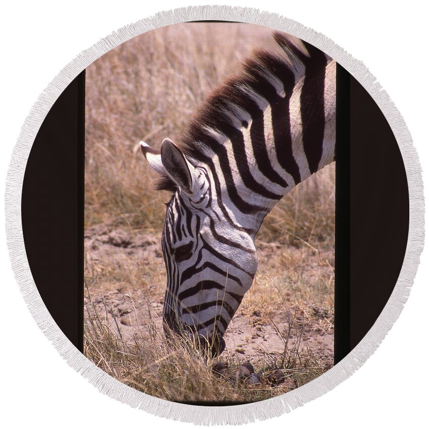 Africa Round Beach Towel featuring the photograph Zebra Eating Up Close by Russel Considine