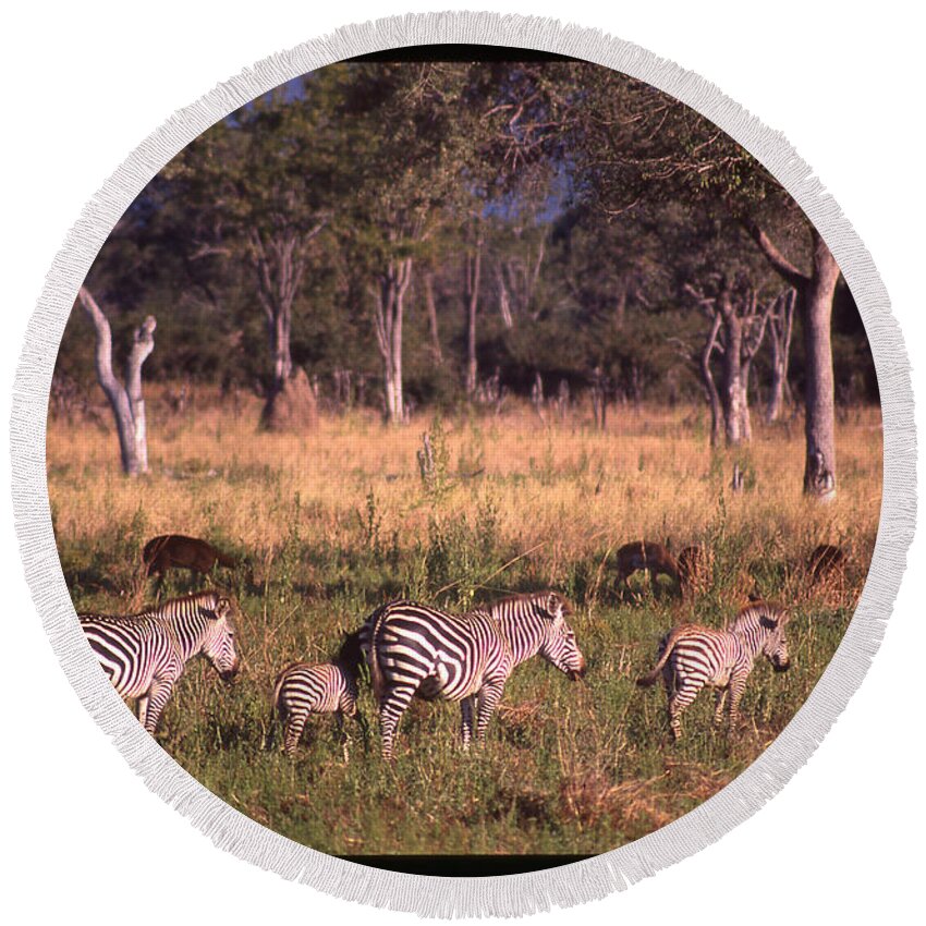 Africa Round Beach Towel featuring the photograph Zebra Family Landscape by Russ Considine