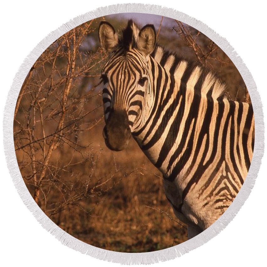 Africa Round Beach Towel featuring the photograph Zebra Portrait at Sunset by Russ Considine