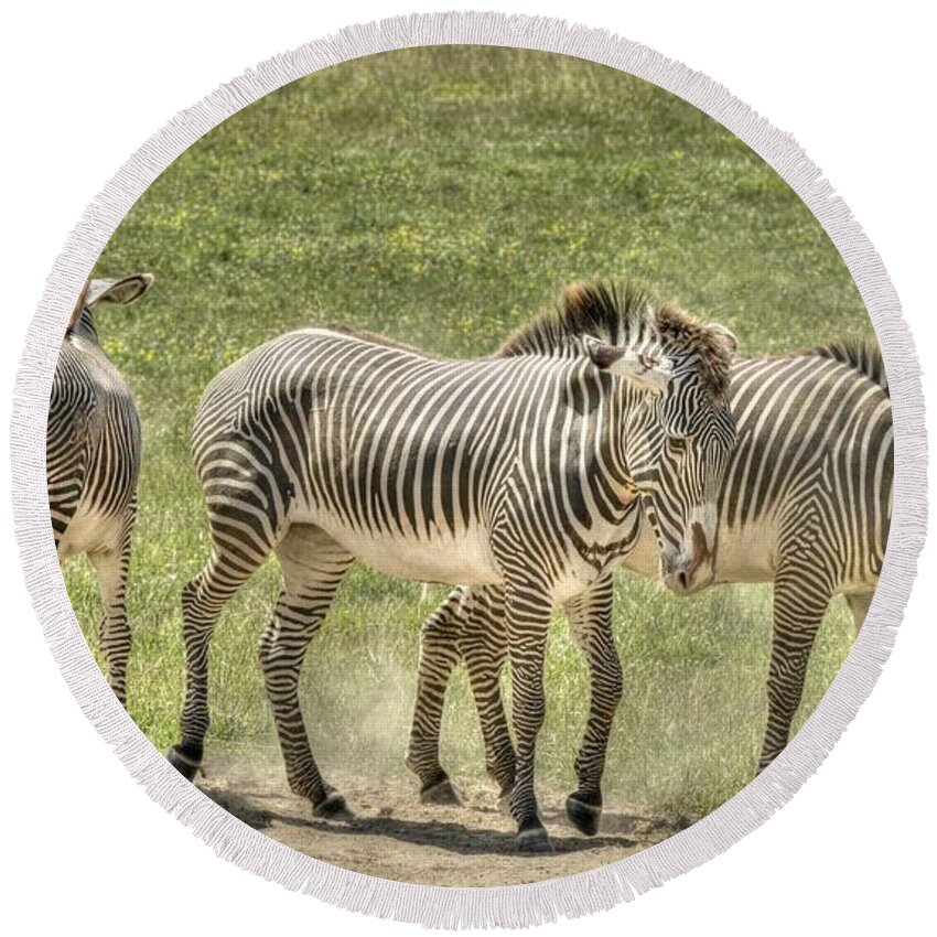 Zebra Round Beach Towel featuring the photograph Zebras by David Armstrong