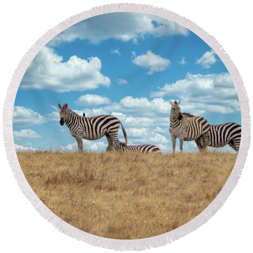 Zebra Round Beach Towel featuring the photograph Zebras in San Simeon by Mimi Ditchie