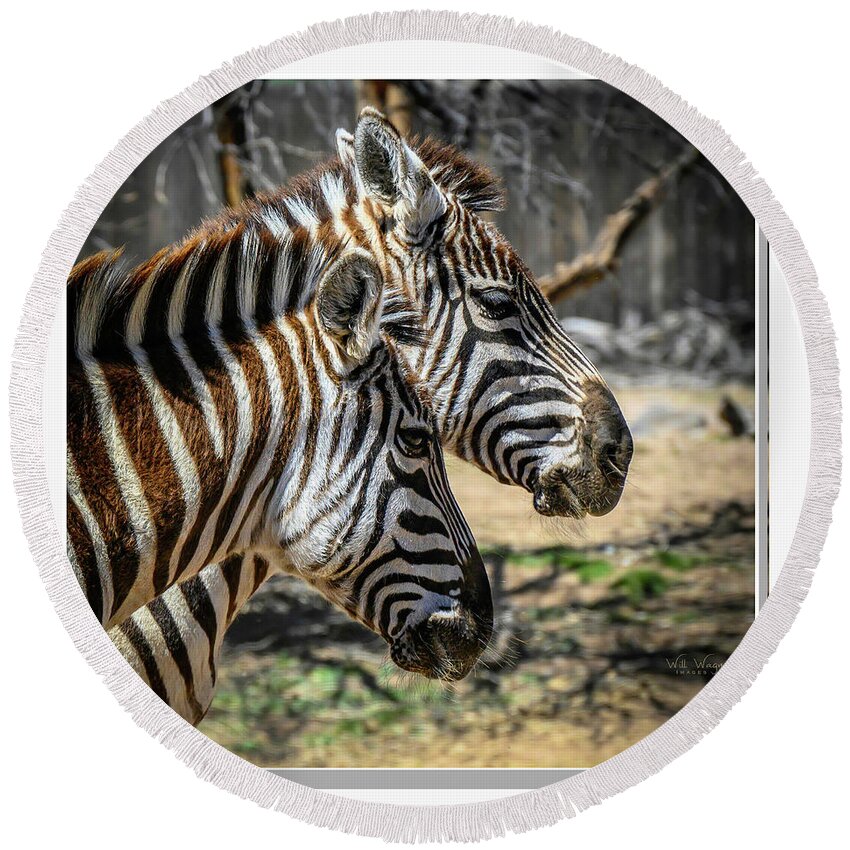 Zebra Round Beach Towel featuring the photograph Zebras by Will Wagner