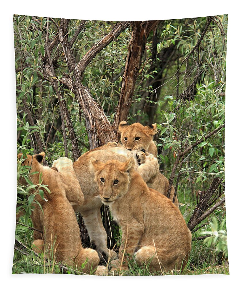 Lion Tapestry featuring the photograph Masai Mara Lion Cubs by Aidan Moran
