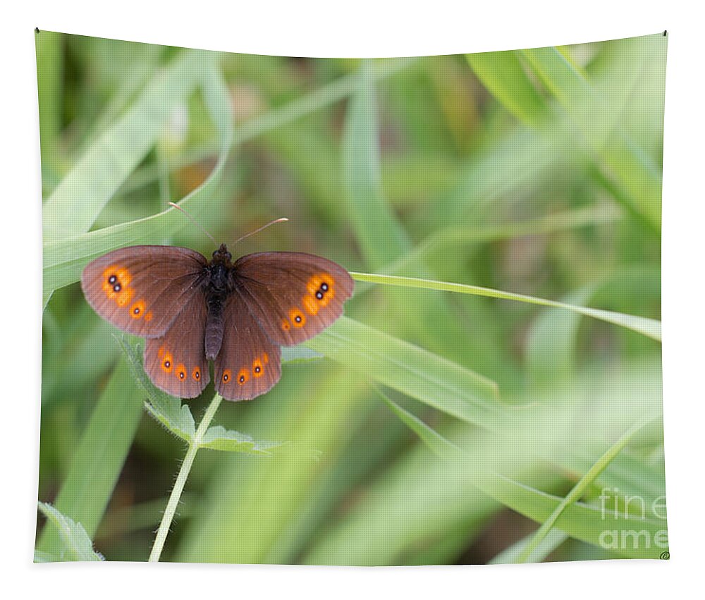 Bulgaria Tapestry featuring the photograph 03 Woodland Ringlet Butterfly by Jivko Nakev