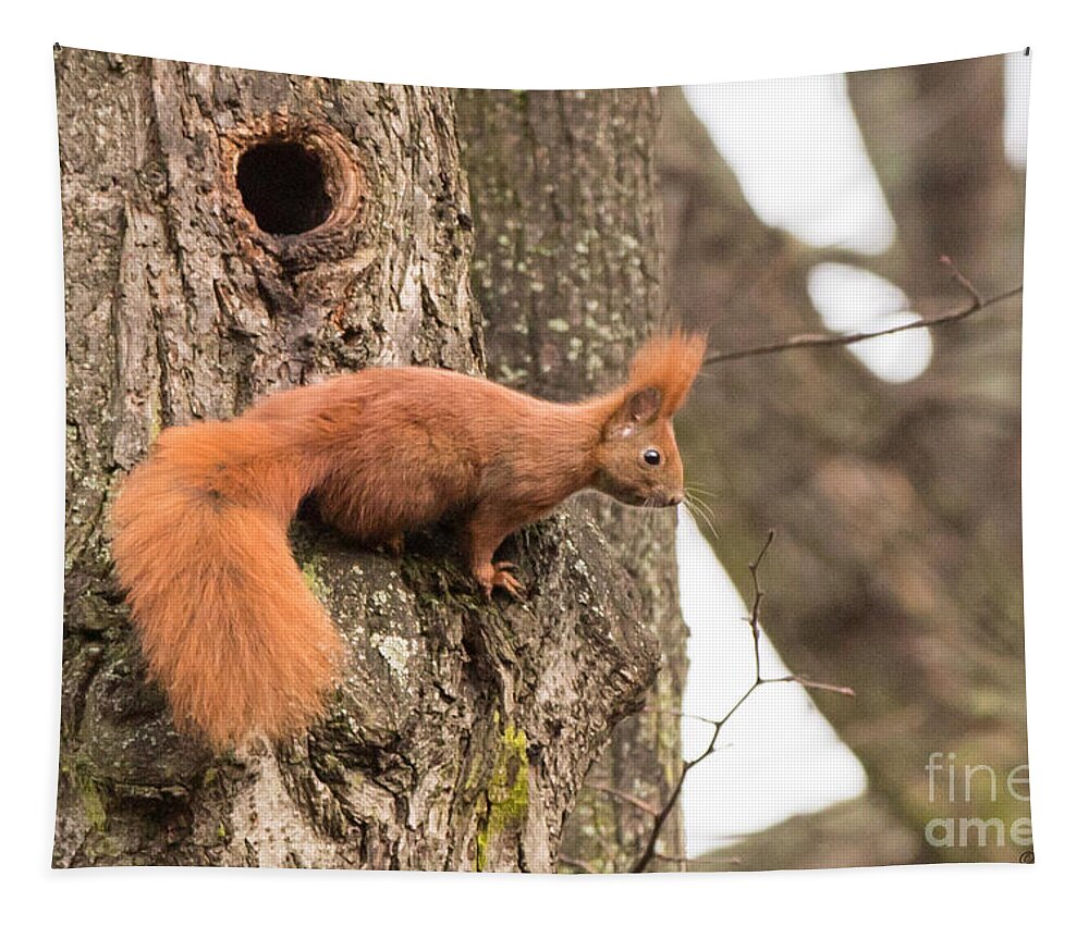 Germany Tapestry featuring the photograph 02 Red Squirrel #1 by Jivko Nakev