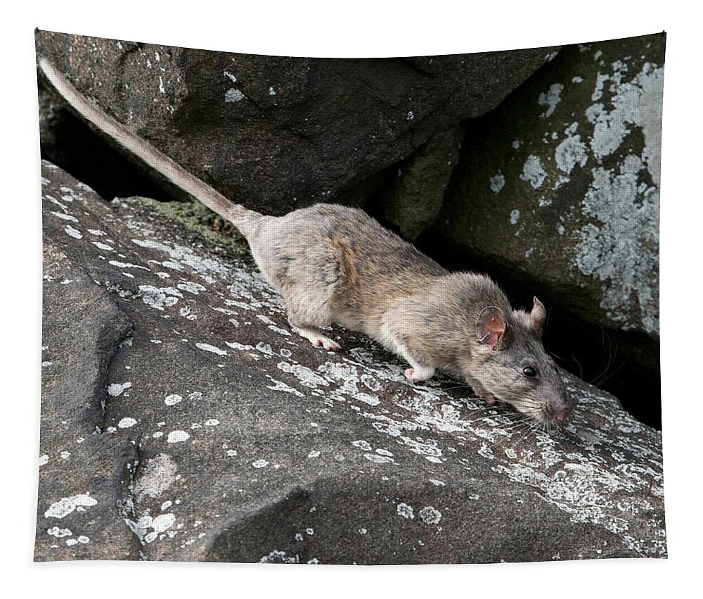 Allegheny Woodrat Tapestry featuring the photograph Allegheny Woodrat Neotoma Magister by David Kenny