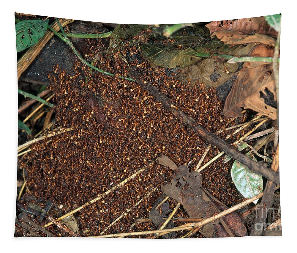 Army Ant Tapestry featuring the photograph Army Ant Bivouac Site #1 by Gregory G. Dimijian, M.D.