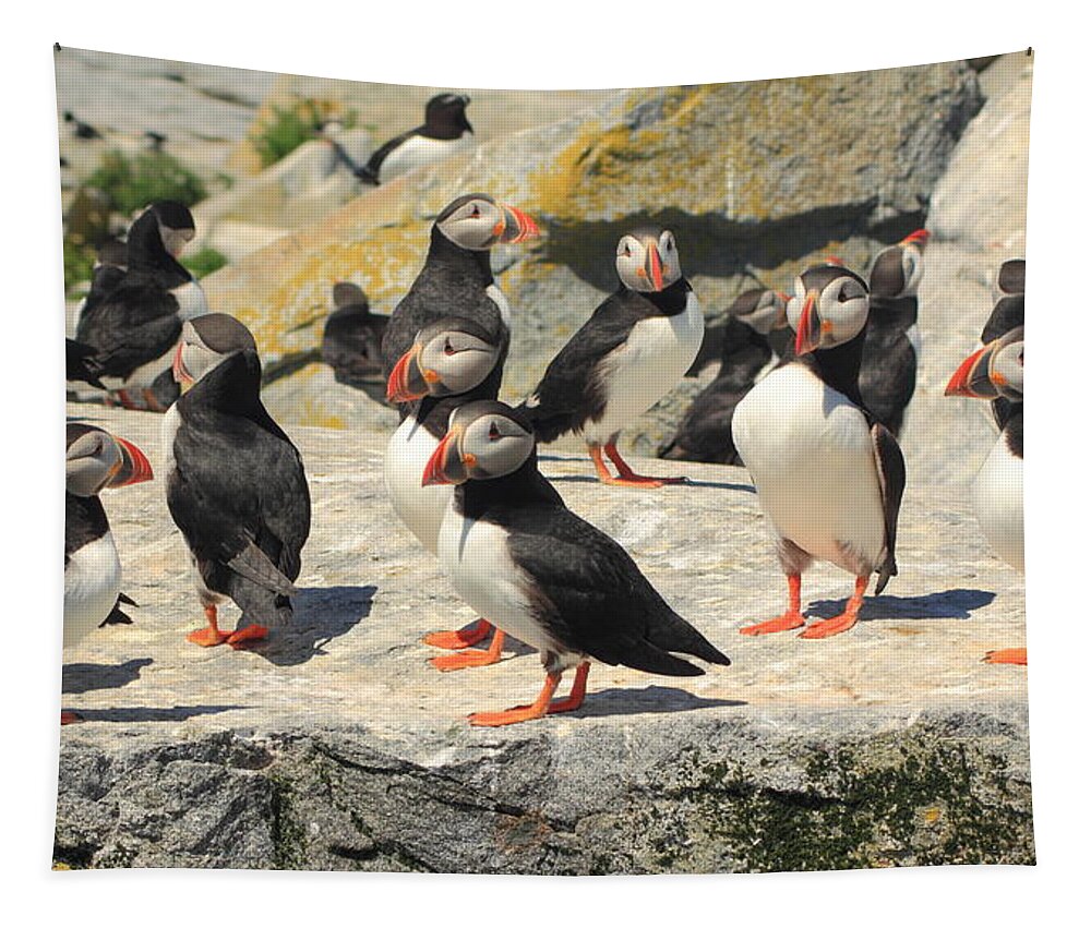 Wildlife Tapestry featuring the photograph Atlantic Puffin Colony #1 by John Burk