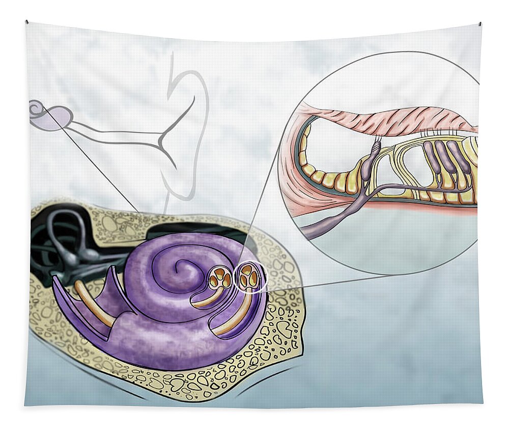 Science Tapestry featuring the photograph Auditory Hair Cells, Illustration #3 by Spencer Sutton