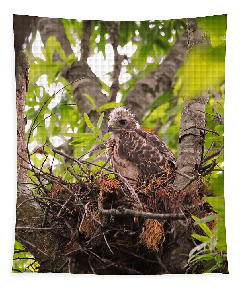 Red Shouldered Hawk Tapestry featuring the photograph Baby Red Shouldered Hawk #1 by Jai Johnson