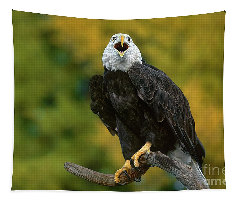 Dave Welling Tapestry featuring the photograph Bald Eagle Hailaeetus Leucocephalus Wildlife Rescue #1 by Dave Welling