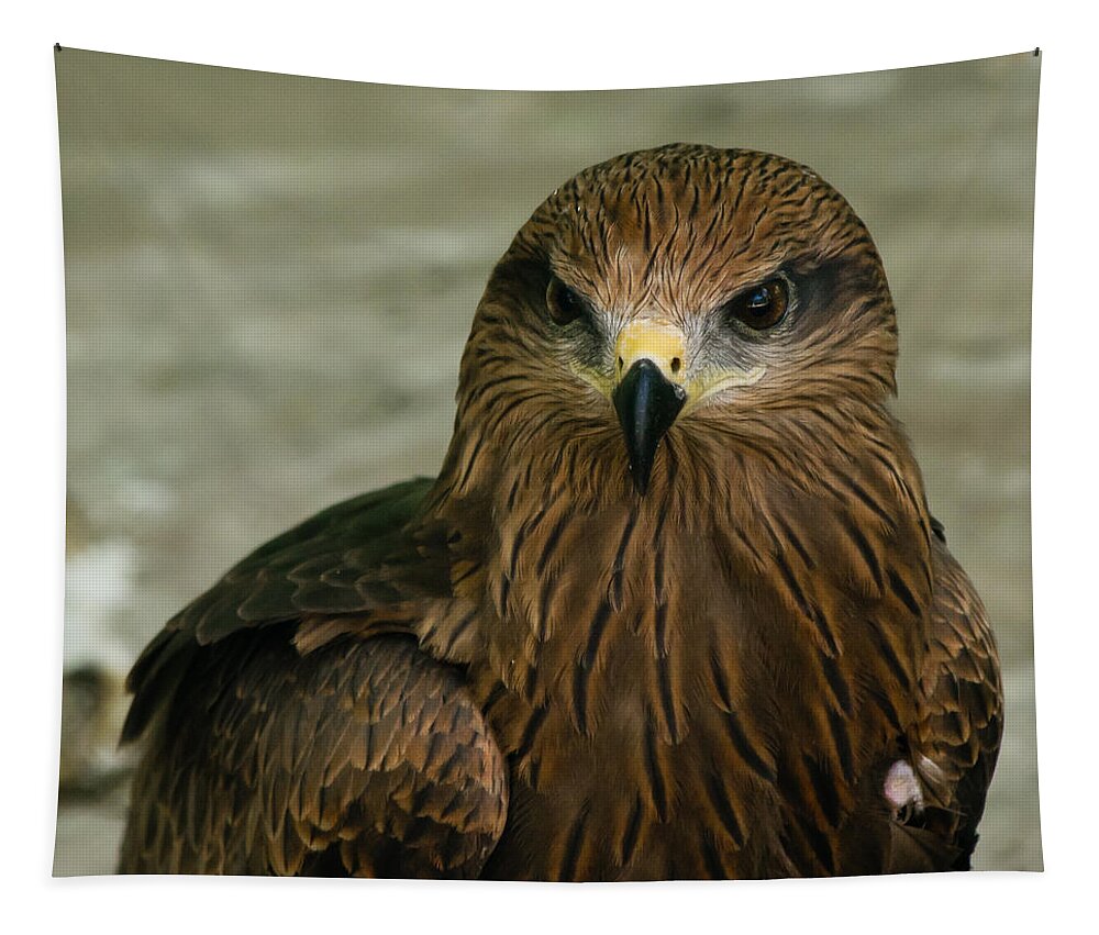Bird Tapestry featuring the photograph Black Kite #1 by SAURAVphoto Online Store