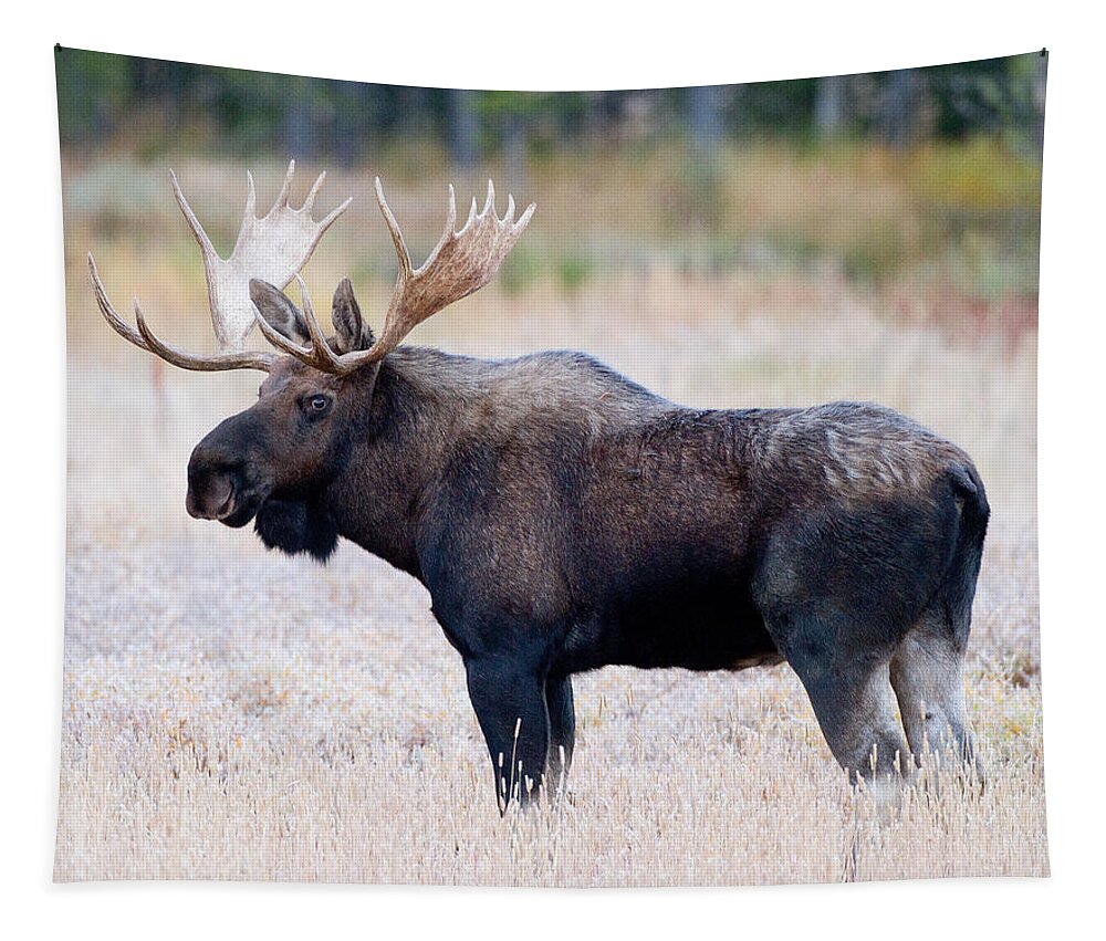Moose Tapestry featuring the photograph Bull Moose #1 by Max Waugh