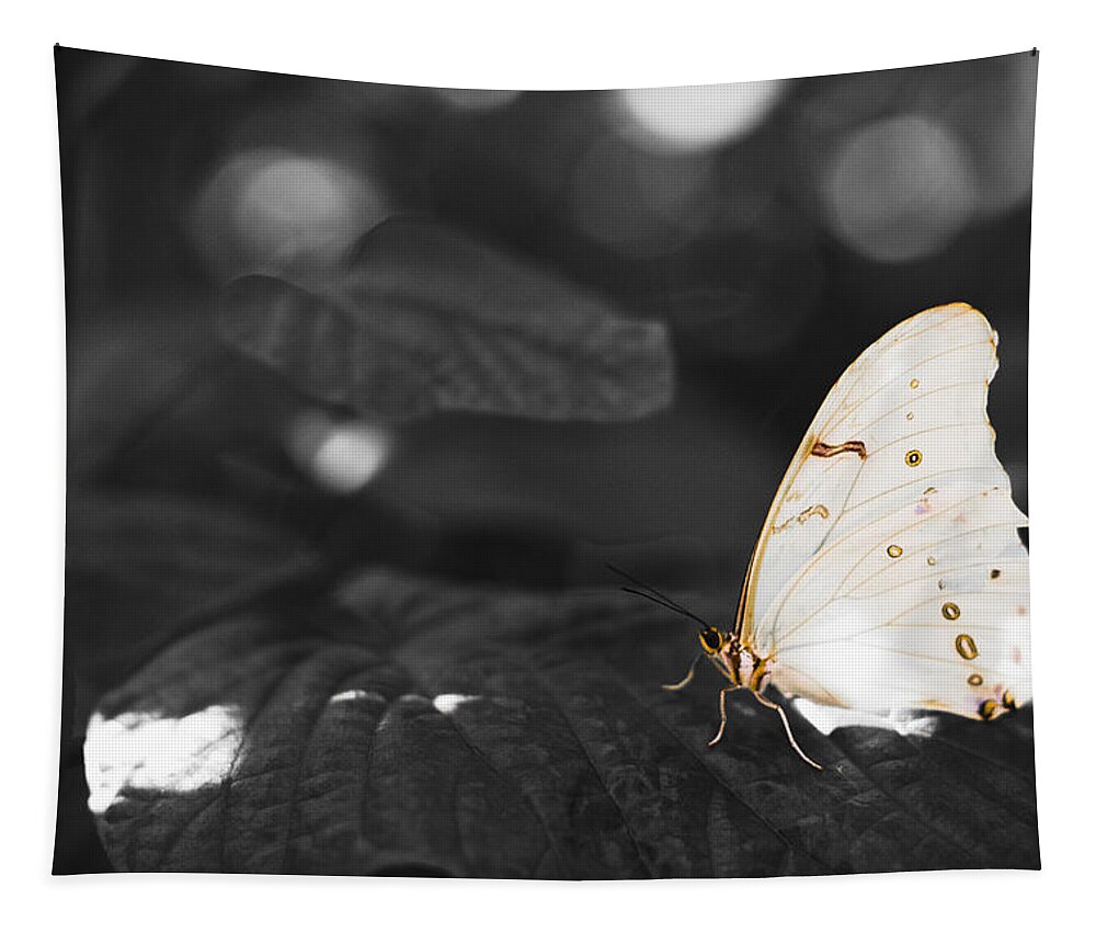 Florida Tapestry featuring the photograph Butterfly by Bradley R Youngberg