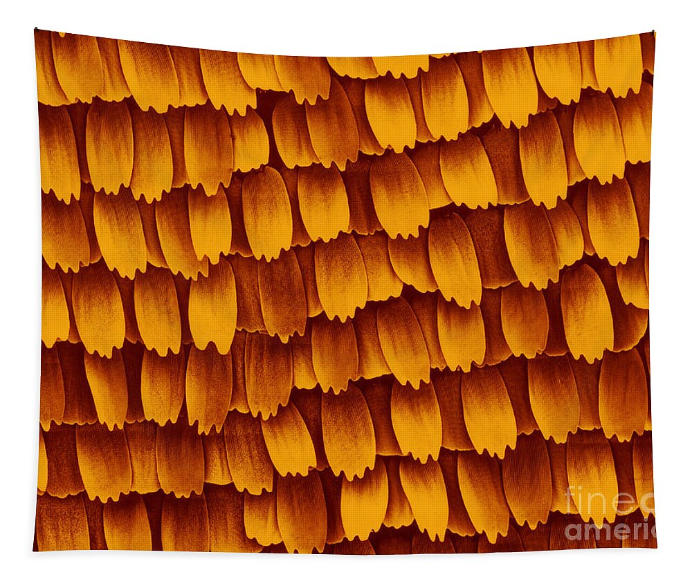 Science Tapestry featuring the photograph SEM of Butterfly Wing Scales by Biophoto Associates