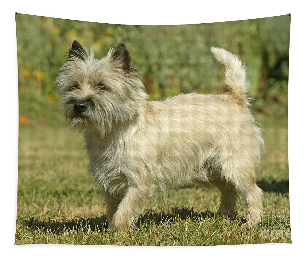 Dog Tapestry featuring the photograph Cairn Terrier #1 by Jean-Michel Labat