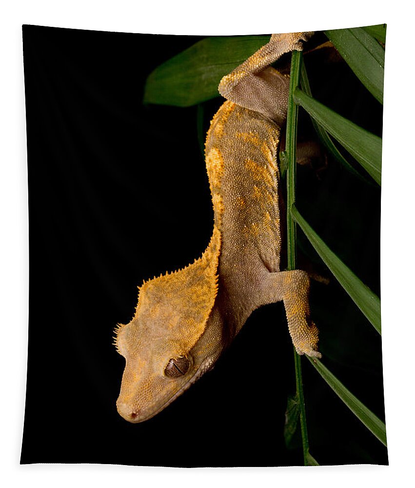 New Caledonian Crested Gecko Tapestry featuring the photograph Crested Gecko Rhacodactylus Ciliatus #1 by David Kenny