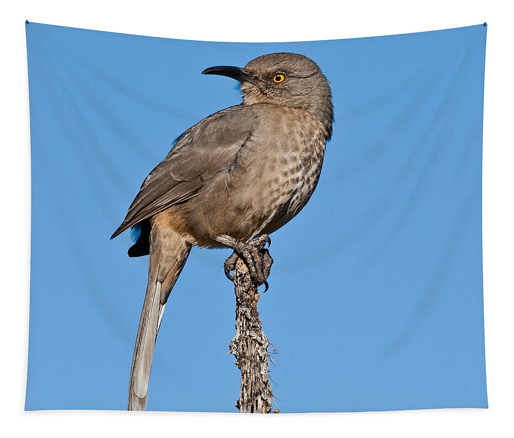 Animal Tapestry featuring the photograph Curve-Billed Thrasher by Jeff Goulden