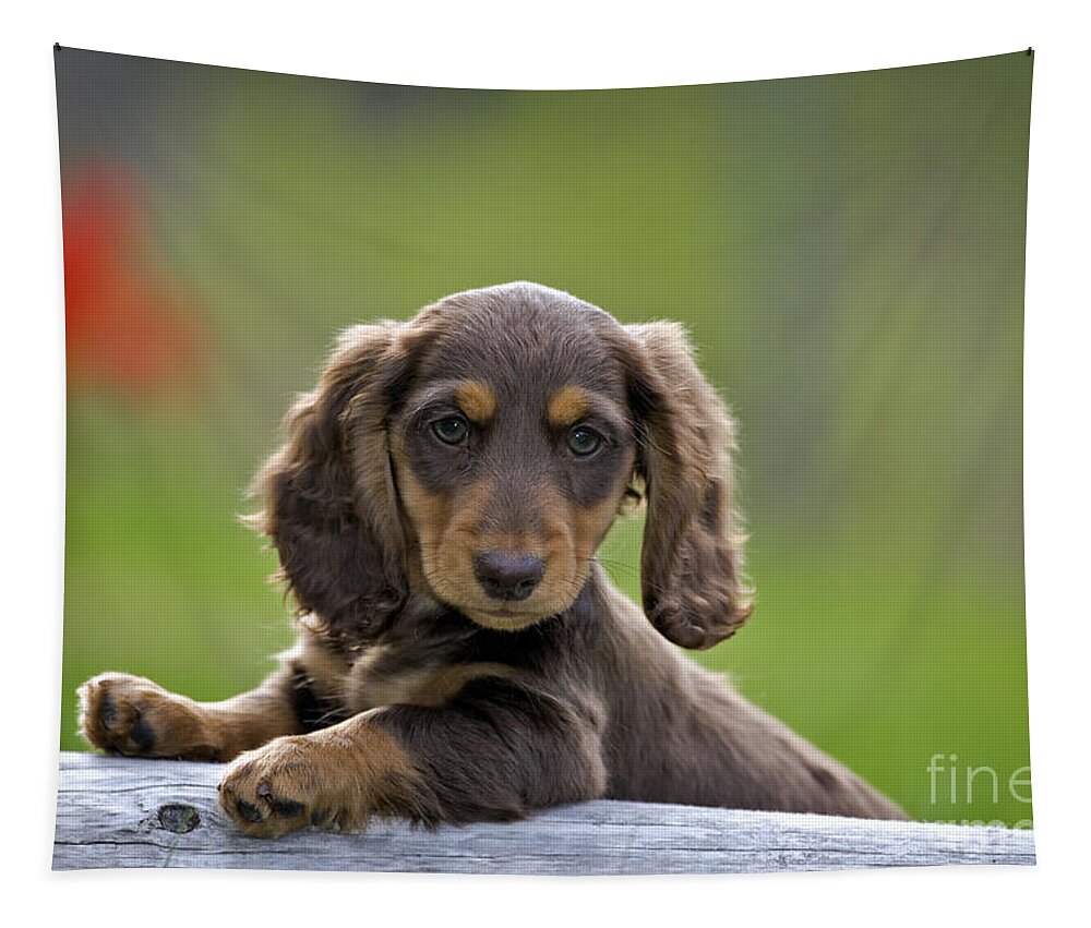 Dachshund Tapestry featuring the photograph Dachshund Puppy Dog #2 by Rolf Kopfle