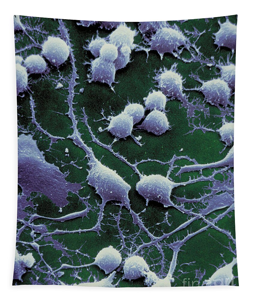 Dendrites Tapestry featuring the photograph Dendrites by David M Phillips The Population Council