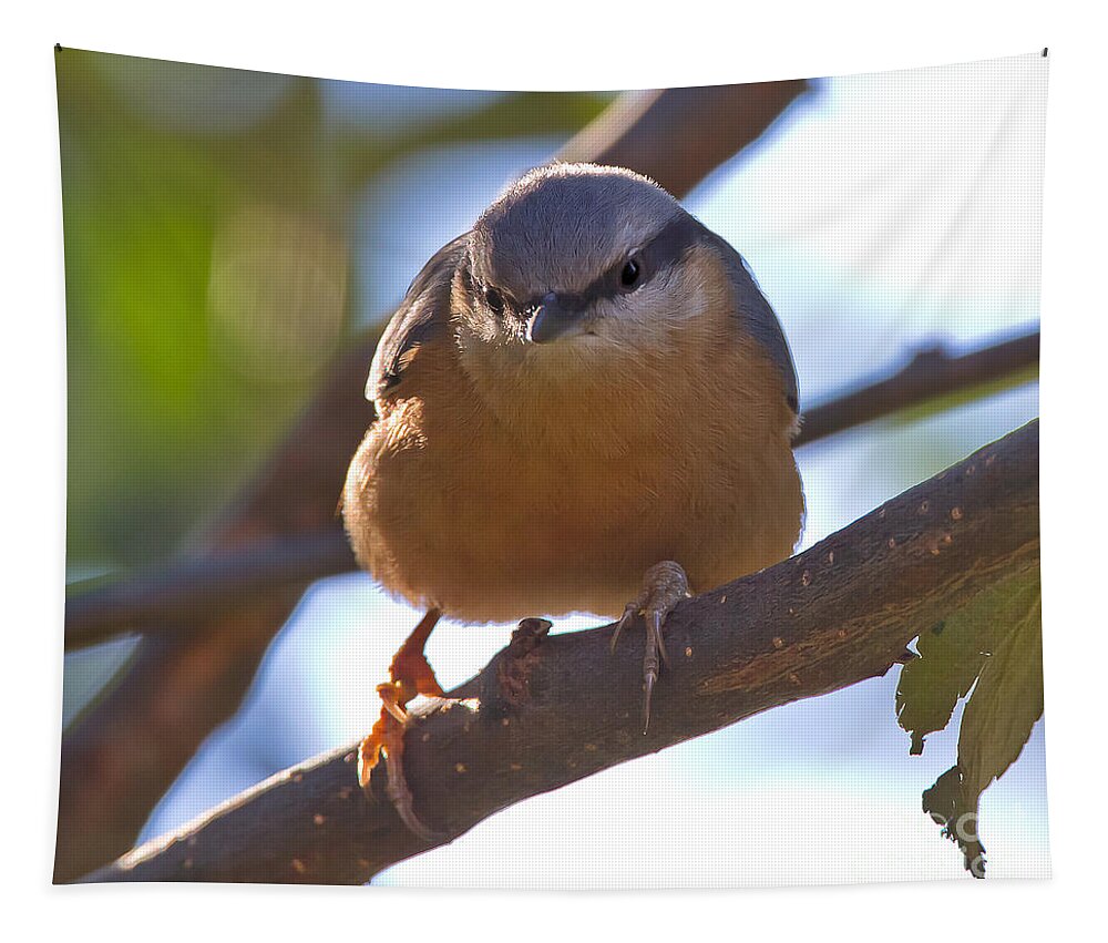 Bird Tapestry featuring the photograph Eurasian Nuthatch #3 by Jean-Luc Baron