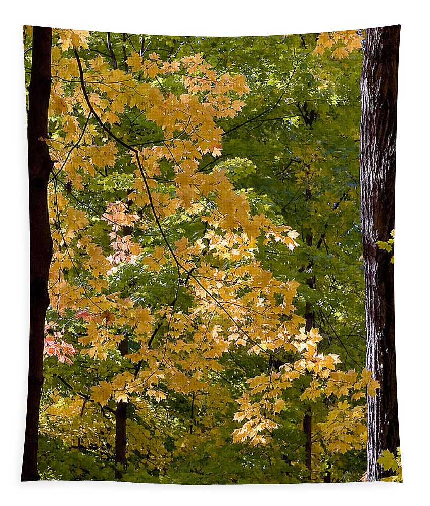 Autumn Tapestry featuring the photograph Fall Maples by Steven Ralser
