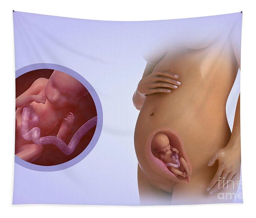 Pregnant Tapestry featuring the photograph Fetal Development Week 23 #1 by Science Picture Co