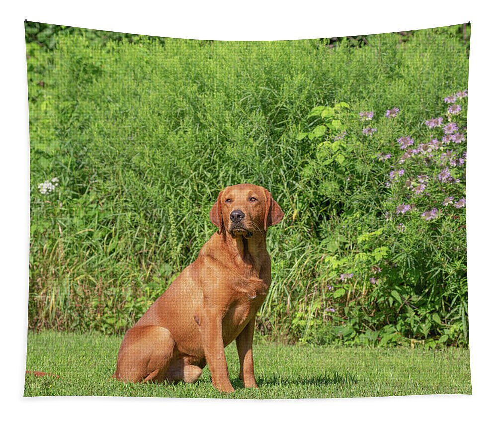 Adult Dog Tapestry featuring the photograph Fox Red Labrador Retriever #1 by Linda Arndt