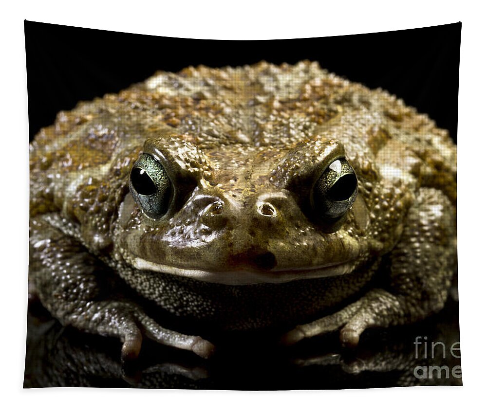 Frog Tapestry featuring the photograph Frog #1 by Gunnar Orn Arnason