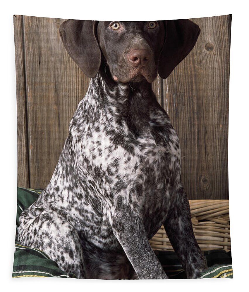 German Short-haired Pointer Tapestry featuring the photograph German Short-haired Pointer Dog #1 by John Daniels