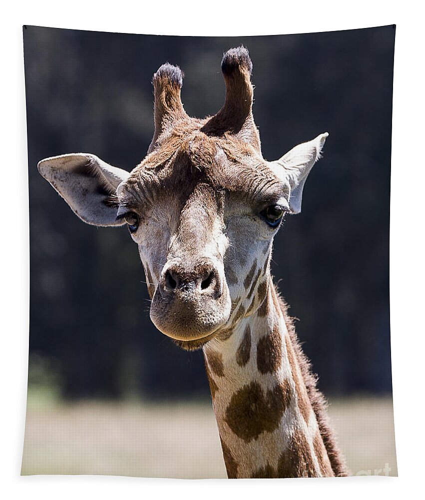 Animals Tapestry featuring the photograph Giraffe by Steven Ralser