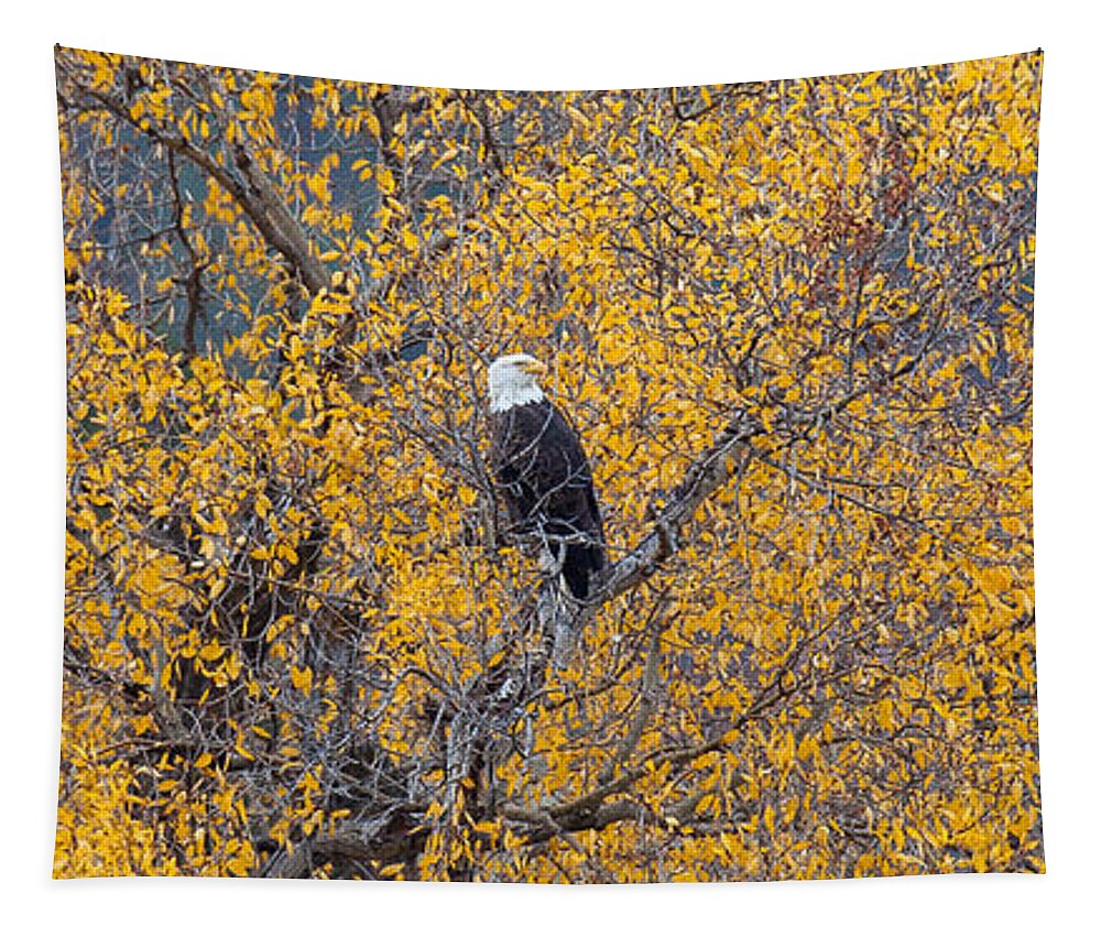 Eagle Tapestry featuring the photograph Gold Rush #1 by Kevin Dietrich
