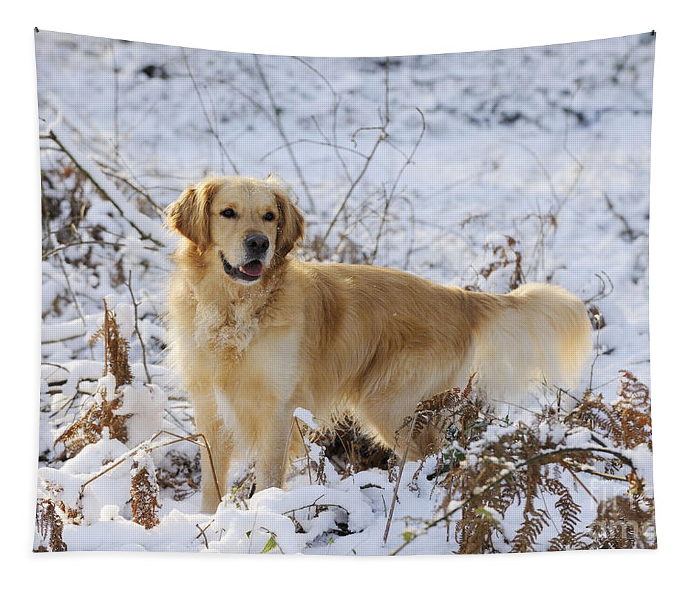 Dog Tapestry featuring the photograph Golden Retriever In Snow #1 by John Daniels