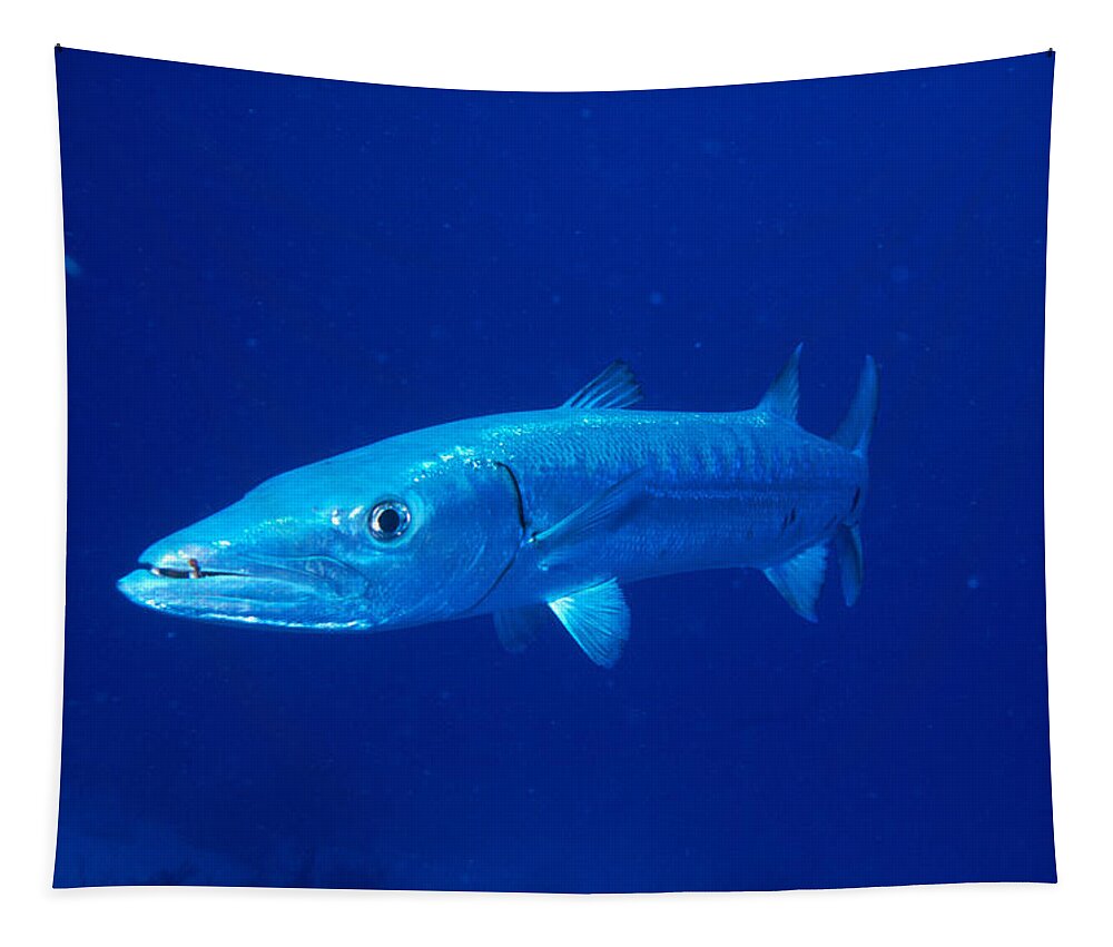 Animal Tapestry featuring the photograph Great Barracuda #1 by Charles Angelo