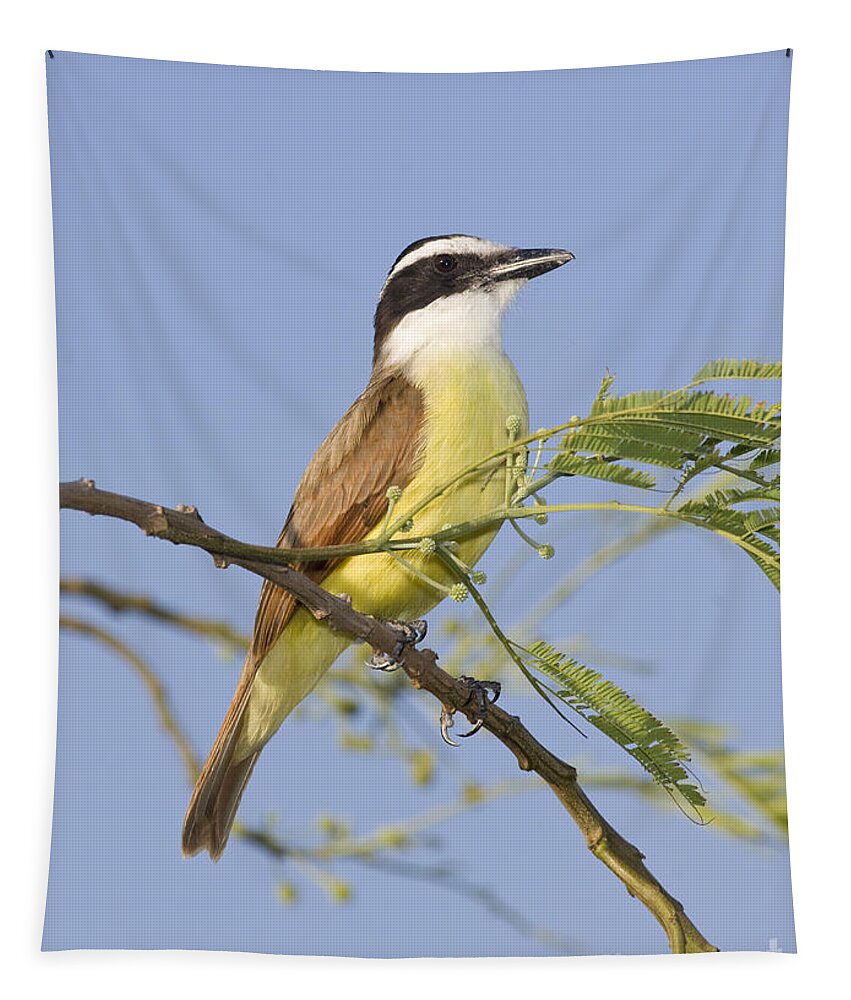 Fauna Tapestry featuring the photograph Great Kiskadee #1 by Anthony Mercieca