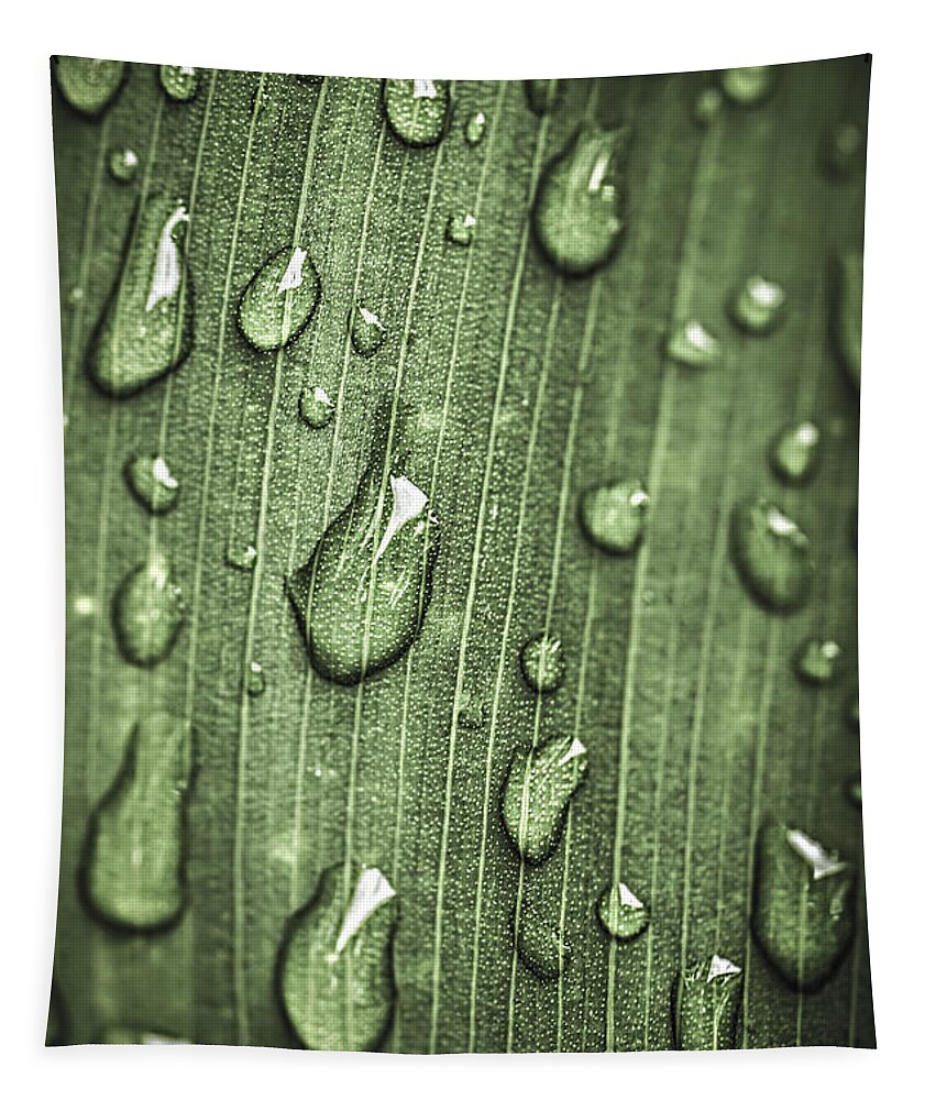 Plant Tapestry featuring the photograph Green leaf abstract with raindrops 1 by Elena Elisseeva