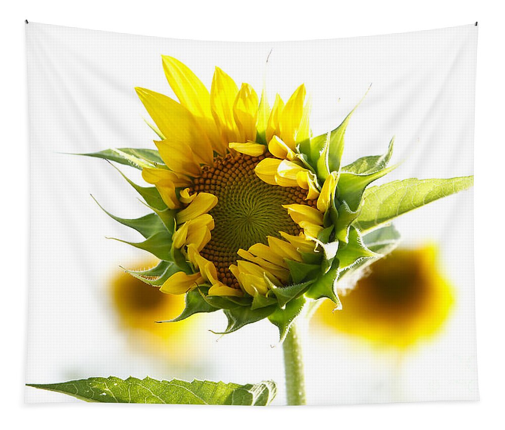 Sunflower Tapestry featuring the photograph Helianthus Annuus #1 by Dennis Hedberg