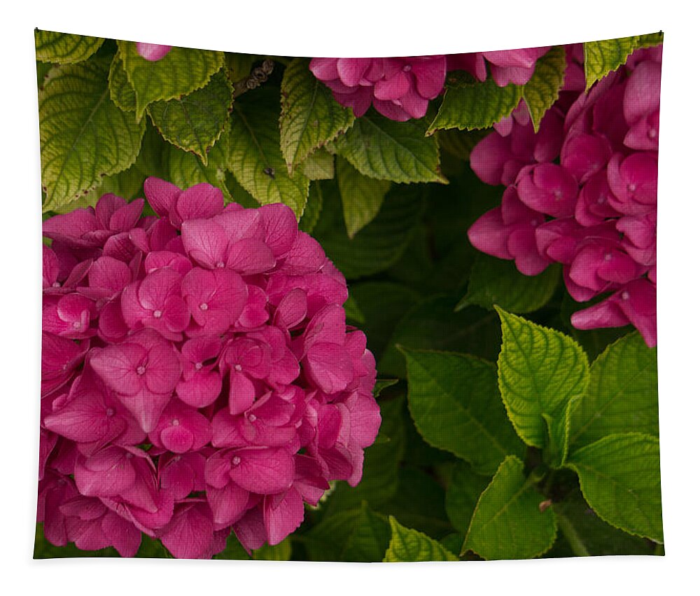 Hydrangea Tapestry featuring the photograph Hydrangea #1 by Weir Here And There