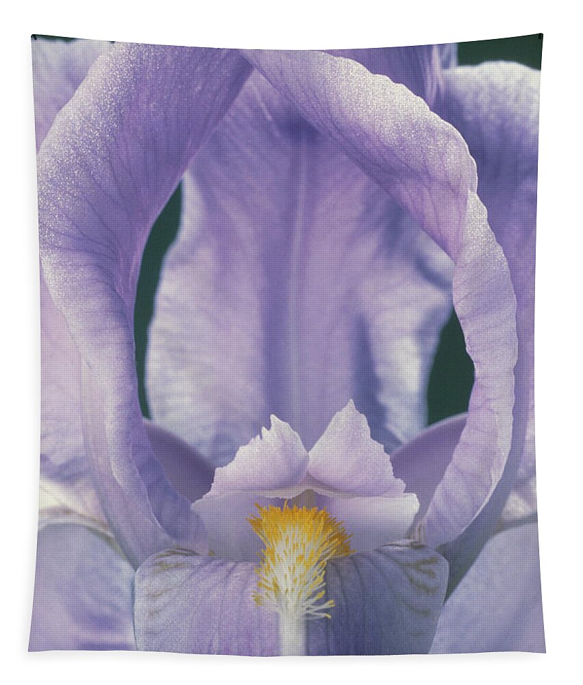 Angiosperm Tapestry featuring the photograph Iris Flower #1 by Perennou Nuridsany