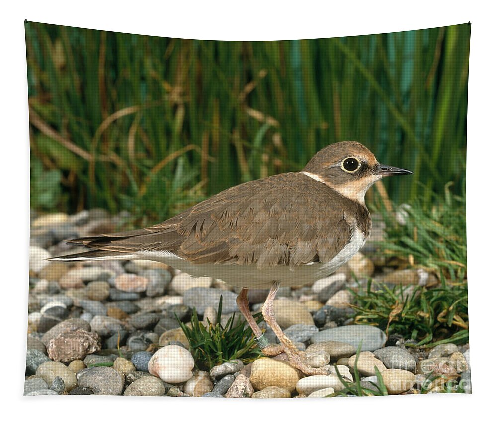 Plover Tapestry featuring the photograph Little Ringed Plover #1 by Hans Reinhard